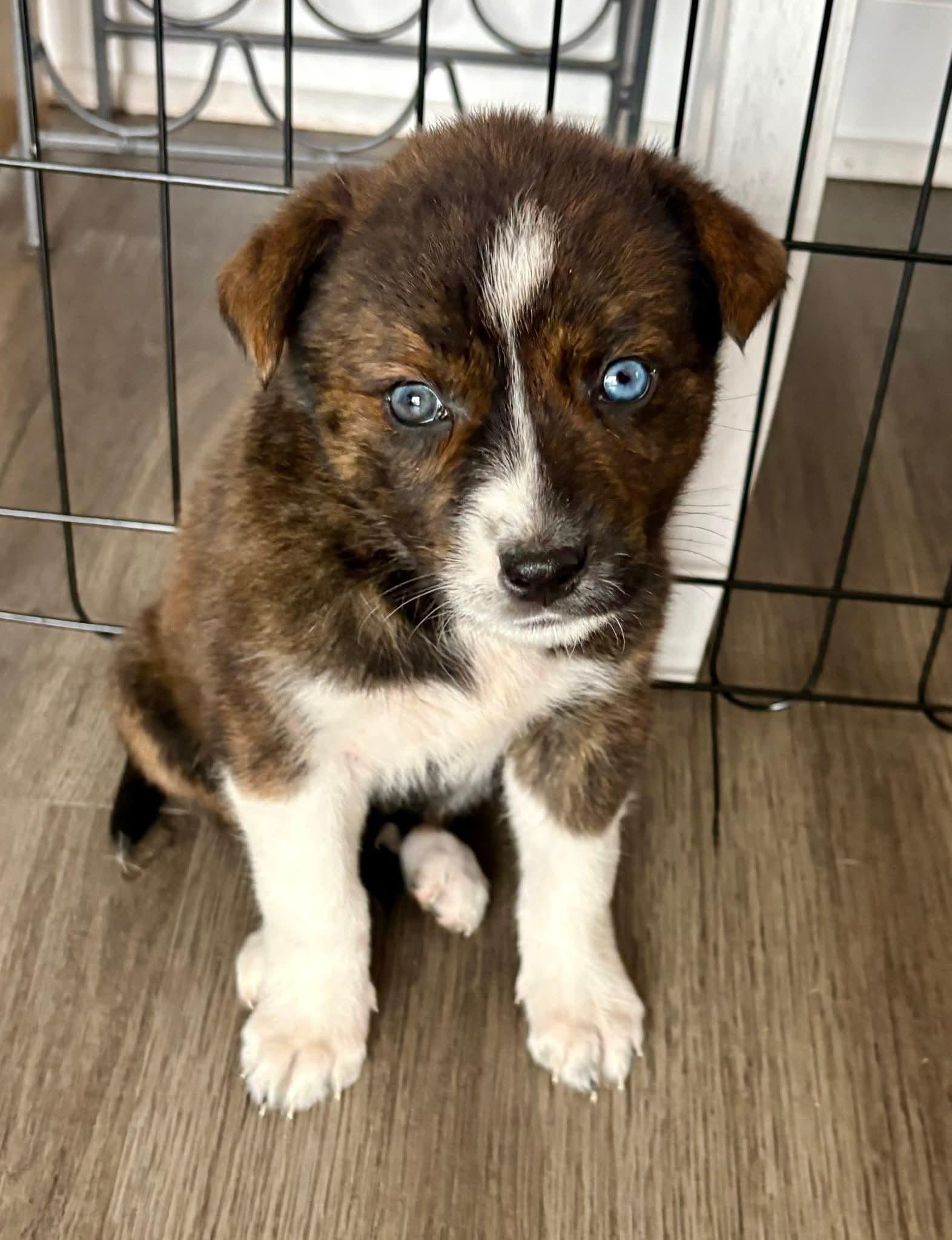 Bella, ADOPTABLE, Puppy Female Australian Shepherd & Mixed Breed.