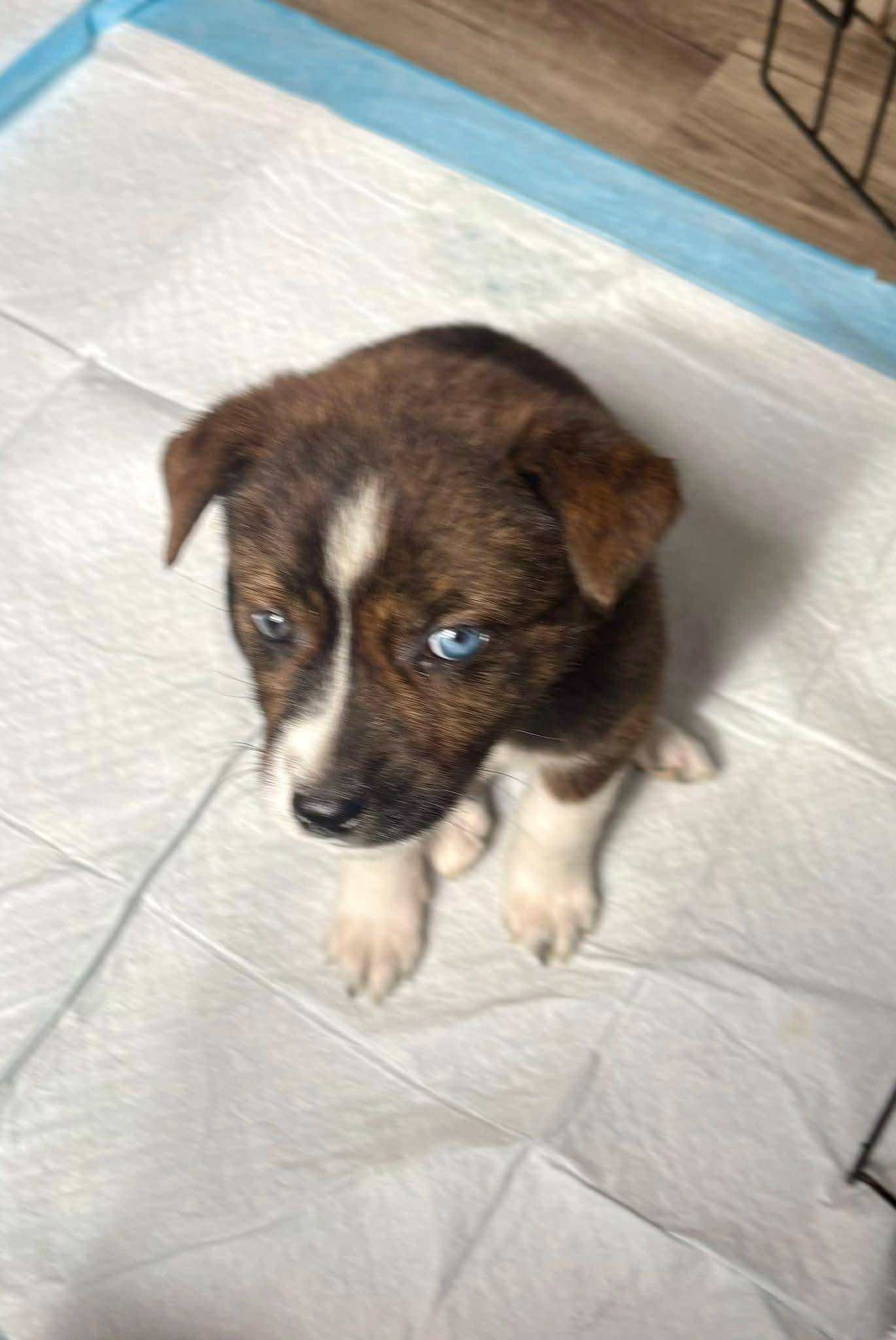 Enlarge Bella, a ADOPTABLE mixed breed in Collingswood, NJ image 2/6