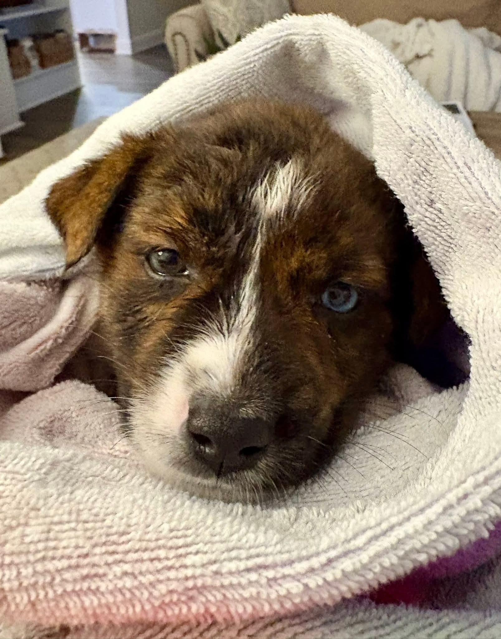 Enlarge Bella, a ADOPTABLE mixed breed in Collingswood, NJ image 6/6