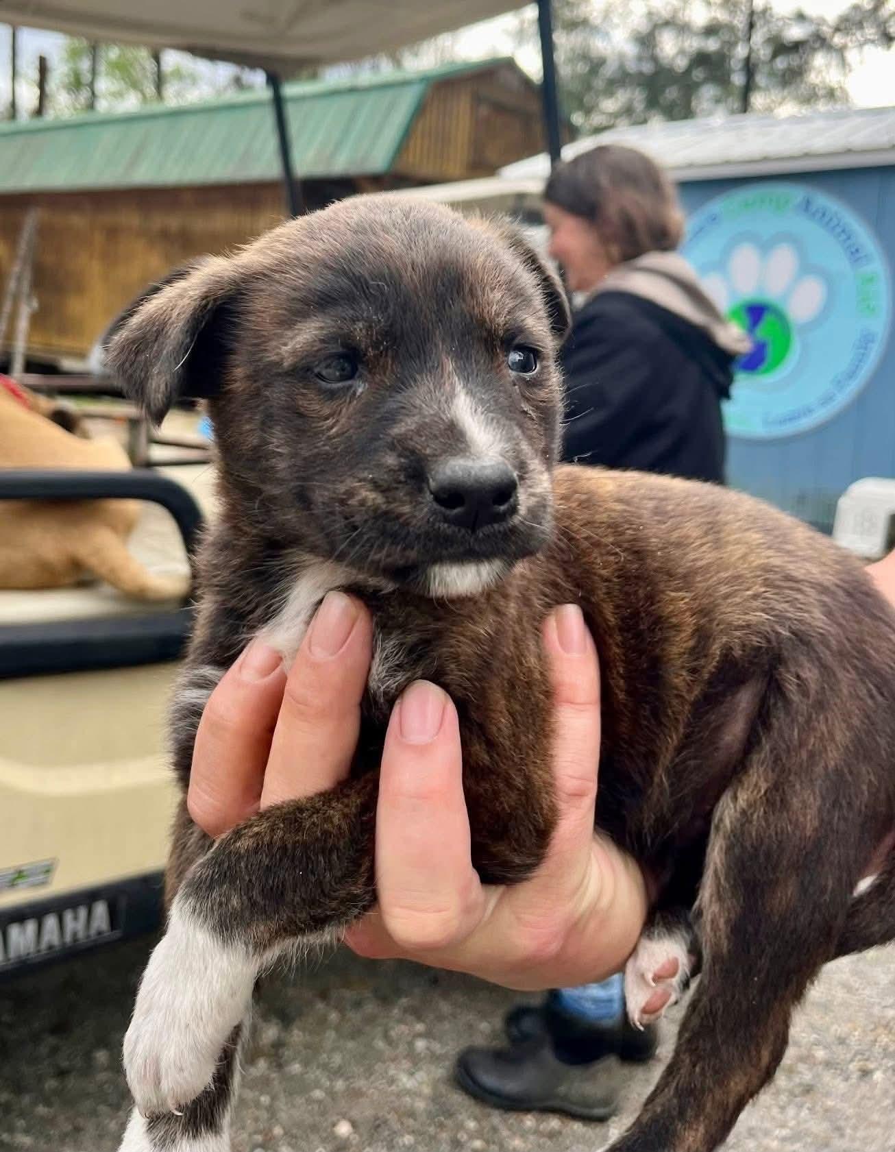 Enlarge Bella, a ADOPTABLE mixed breed in Collingswood, NJ image 5/6