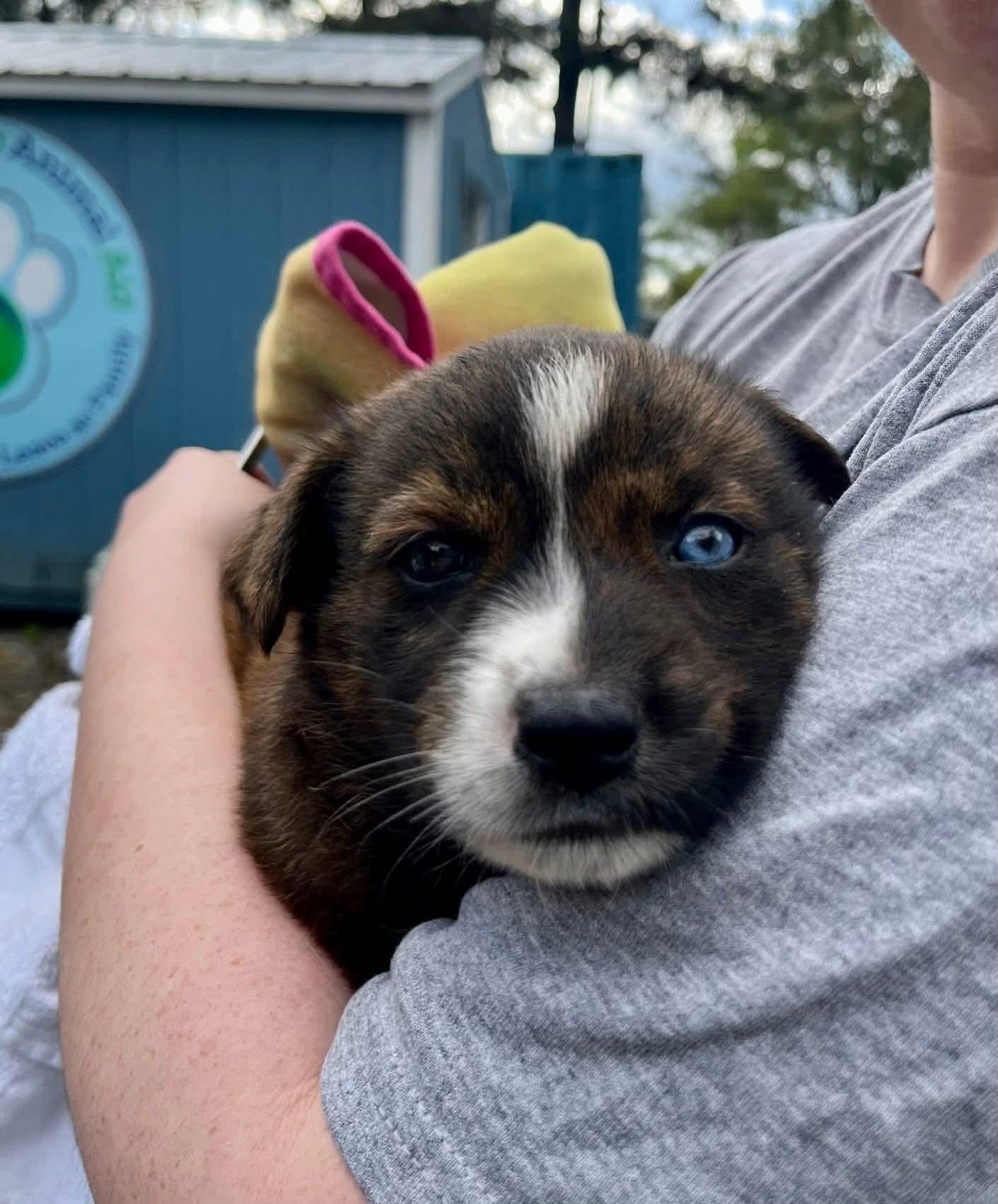 Enlarge Bella, a ADOPTABLE mixed breed in Collingswood, NJ image 4/6