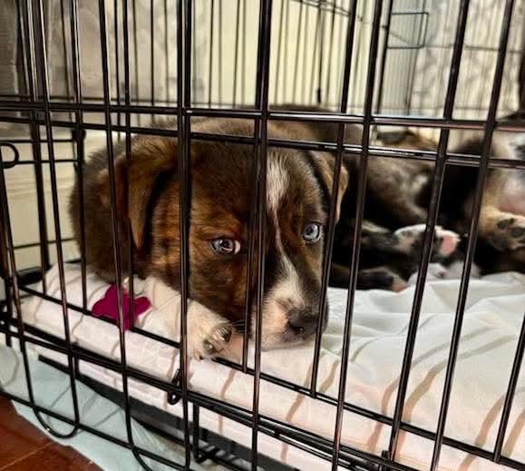 Enlarge Bella, a ADOPTABLE mixed breed in Collingswood, NJ image 3/6