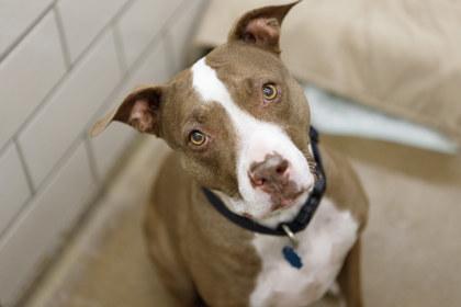 Koko, Adoptable, Senior Female Pit Bull Terrier & Mixed Breed.