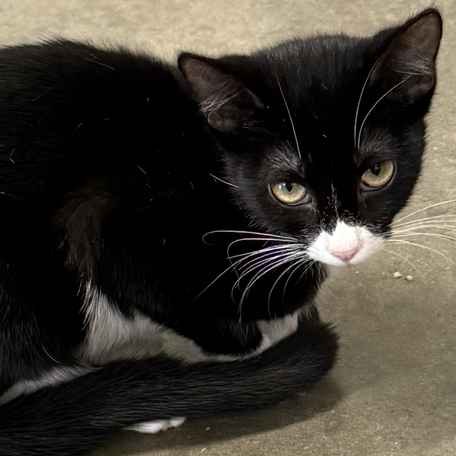 Enlarge Aslan, a Adoptable Domestic Short Hair in Bella Vista, AR image 2/2