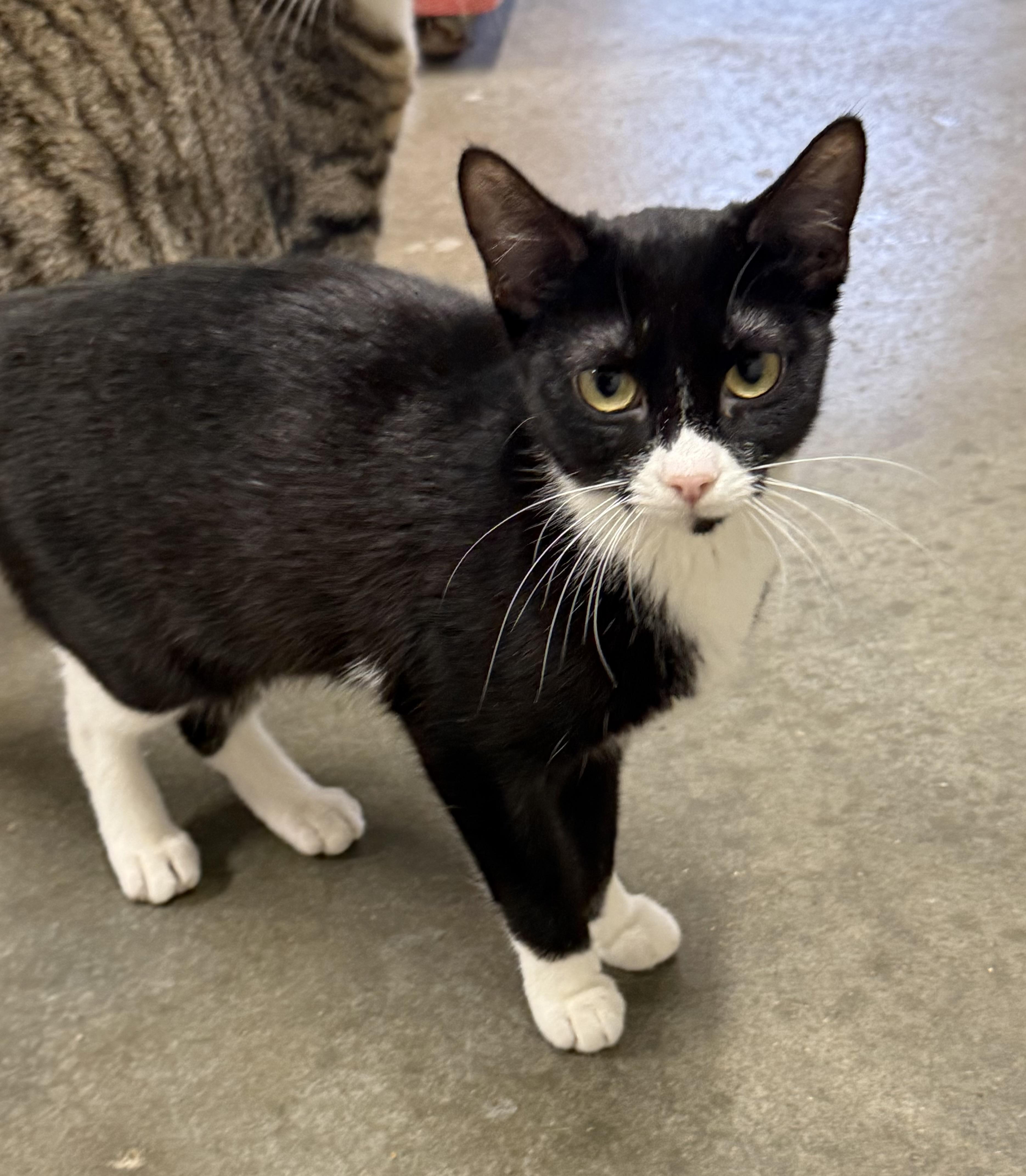 Enlarge Aslan, a Adoptable Domestic Short Hair in Bella Vista, AR image 1/2