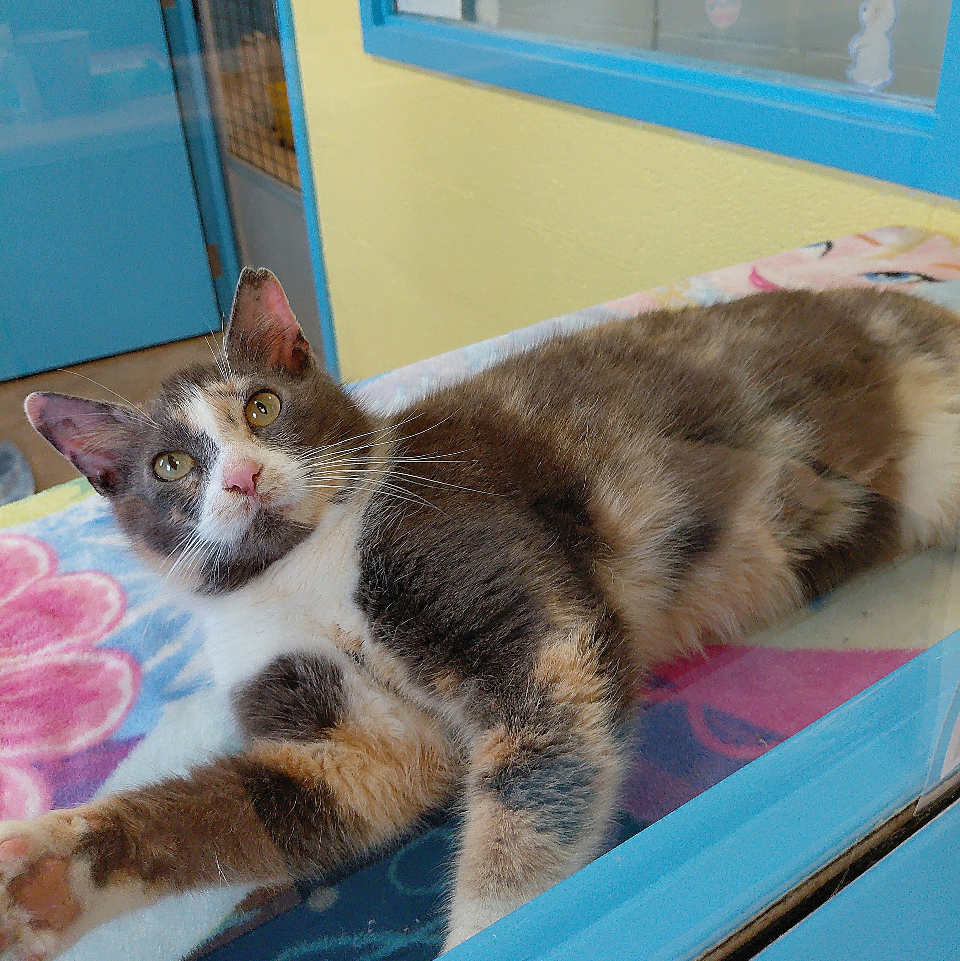 Enlarge Bunny, a Adoptable Domestic Short Hair in Stanley, VA image 1/5