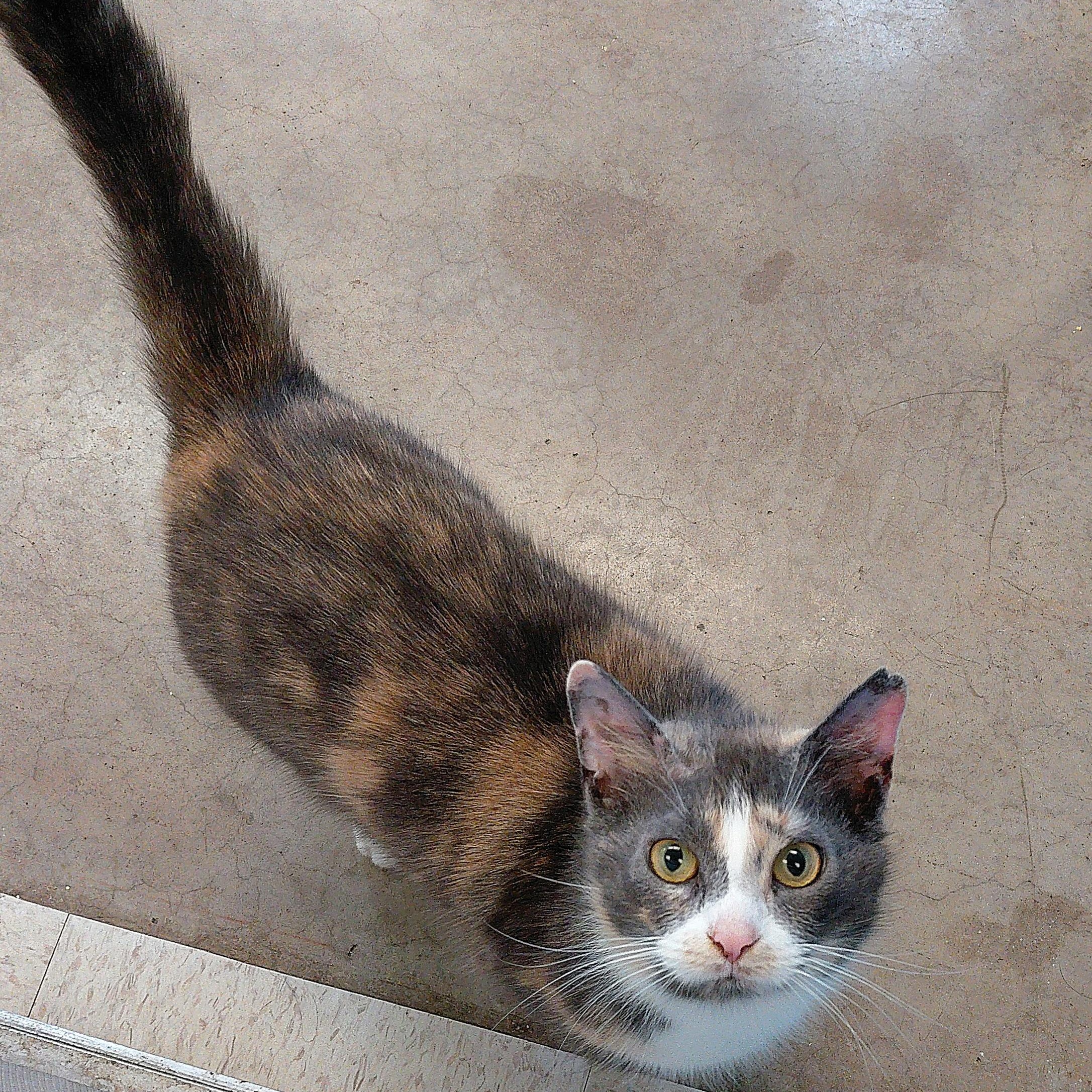 Enlarge Bunny, a Adoptable Domestic Short Hair in Stanley, VA image 5/5