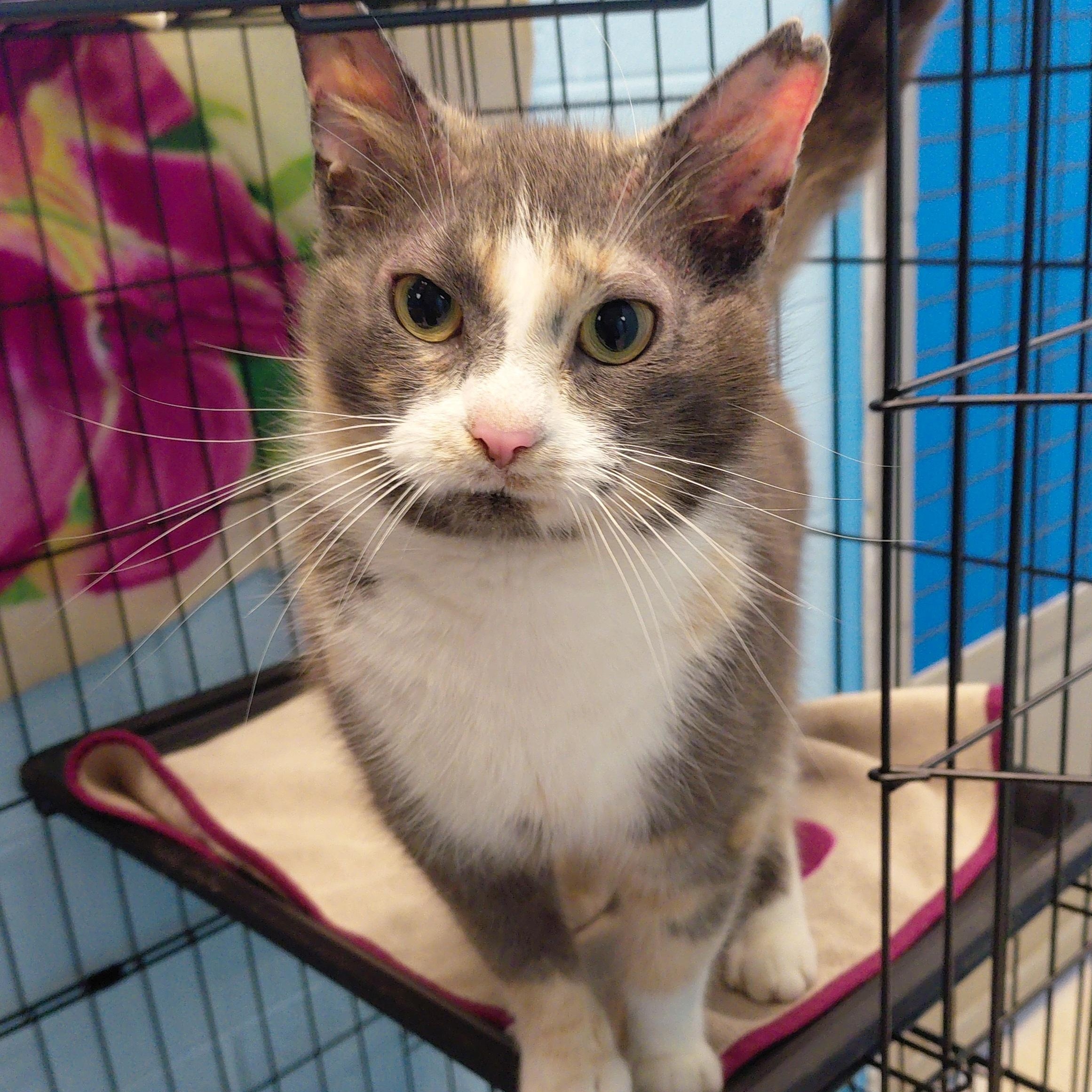 Enlarge Bunny, a Adoptable Domestic Short Hair in Stanley, VA image 3/5