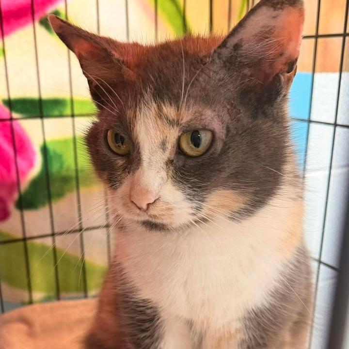 Enlarge Bunny, a Adoptable Domestic Short Hair in Stanley, VA image 2/5