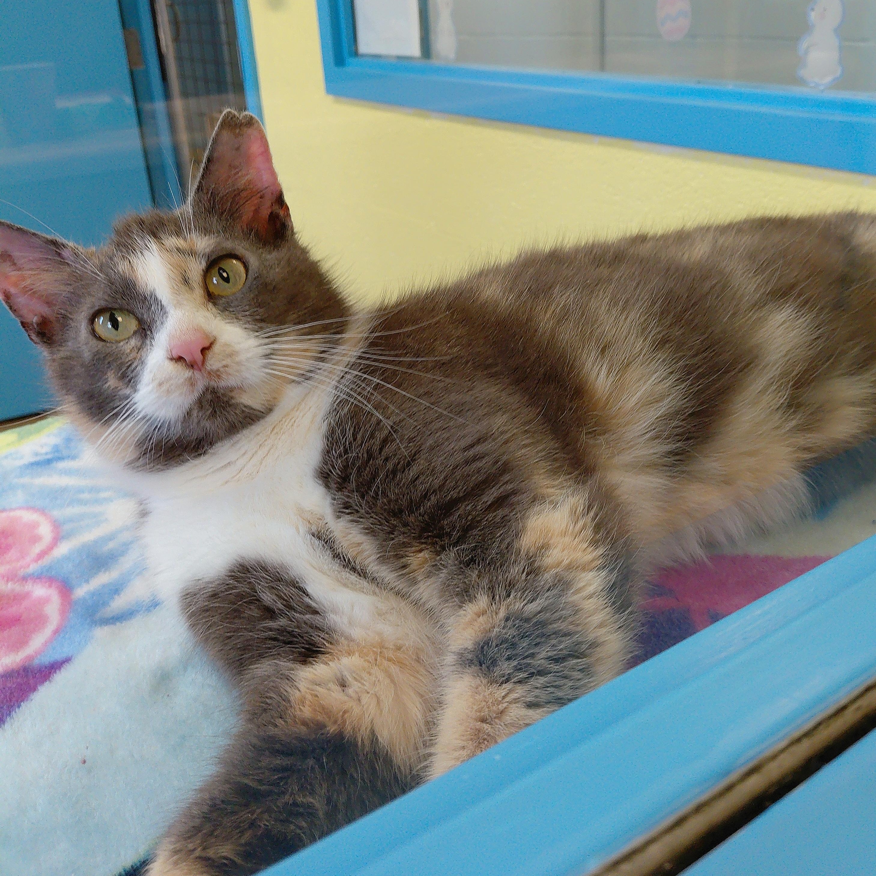 Enlarge Bunny, a Adoptable Domestic Short Hair in Stanley, VA image 4/5