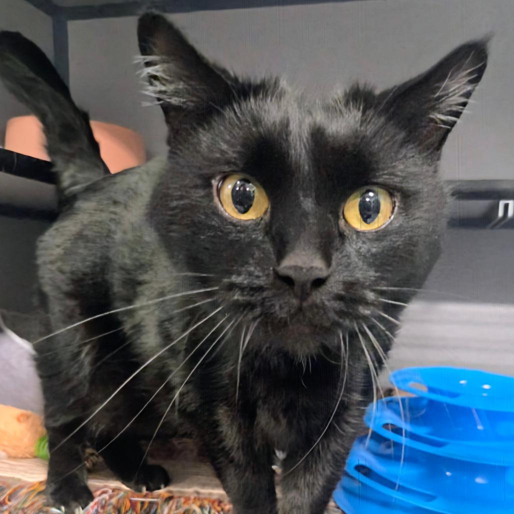 Totoro, Adoptable, Adult Male Domestic Long Hair.