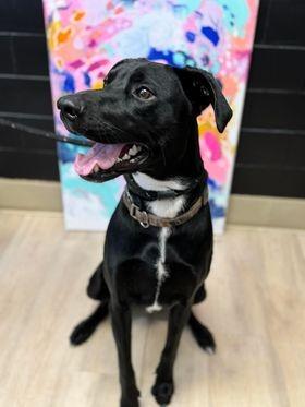 Enlarge Dwight, a Adoptable mixed breed image 1/6