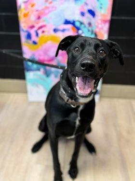 Enlarge Dwight, a Adoptable mixed breed image 4/6