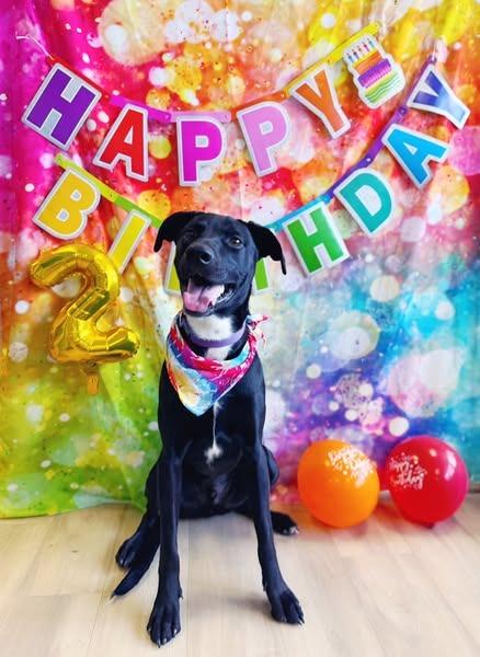 Dwight, Adoptable, Adult Male Doberman Pinscher & Cattle Dog.