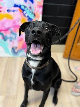 Enlarge Dwight, a Adoptable mixed breed in Effingham, IL image 5/6