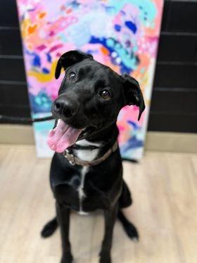 Enlarge Dwight, a Adoptable mixed breed image 6/6