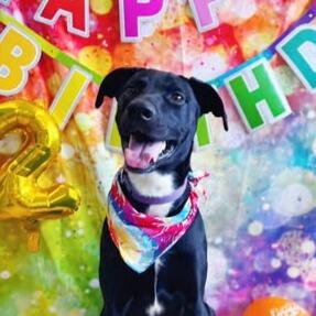 Enlarge Dwight, a Adoptable mixed breed in Effingham, IL image 6/6