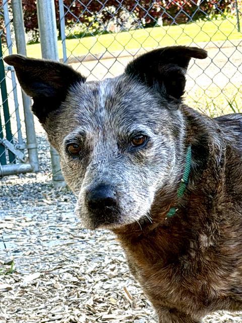 MOON, Adoptable, Adult Female Australian Cattle Dog / Blue Heeler.