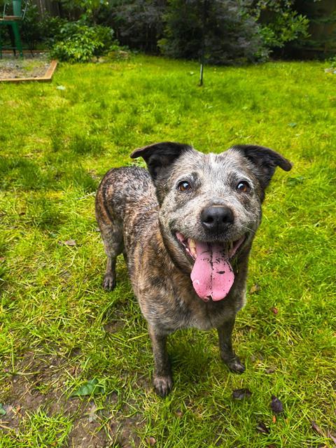 MOON, Adoptable, Adult Female Australian Cattle Dog / Blue Heeler.