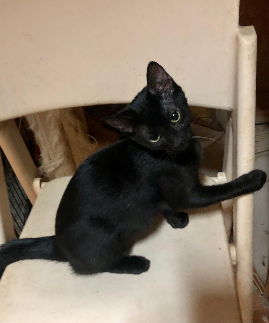 Midnight, an adopted mixed breed in Hot Springs, AR image 1/6