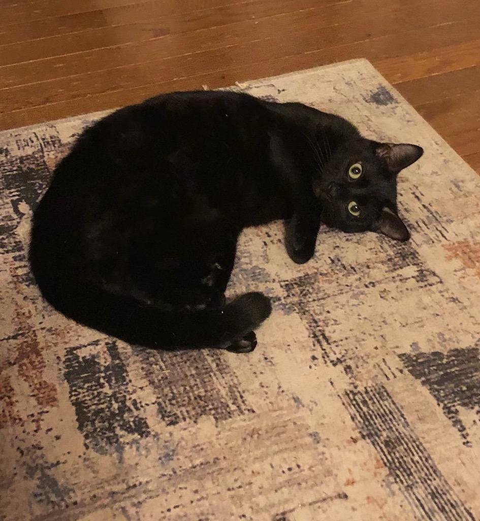 Midnight, an adopted mixed breed in Hot Springs, AR image 4/6