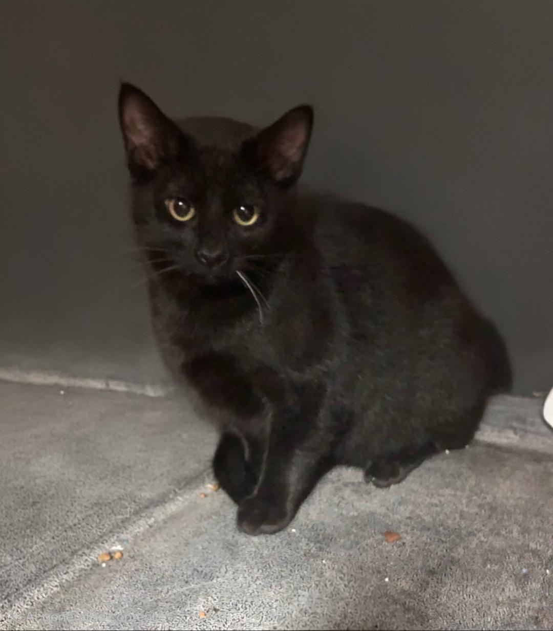 Midnight, an adopted mixed breed in Hot Springs, AR image 3/6