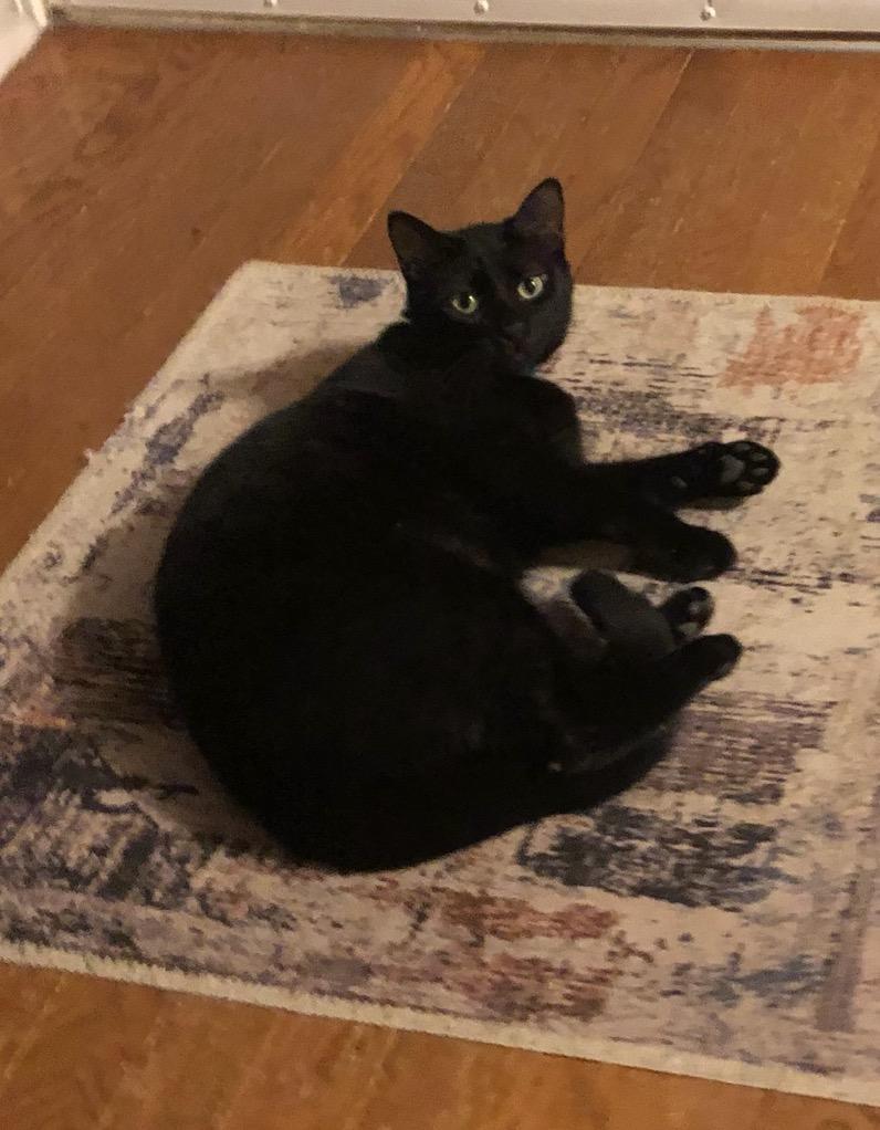 Midnight, an adopted mixed breed in Hot Springs, AR image 5/6