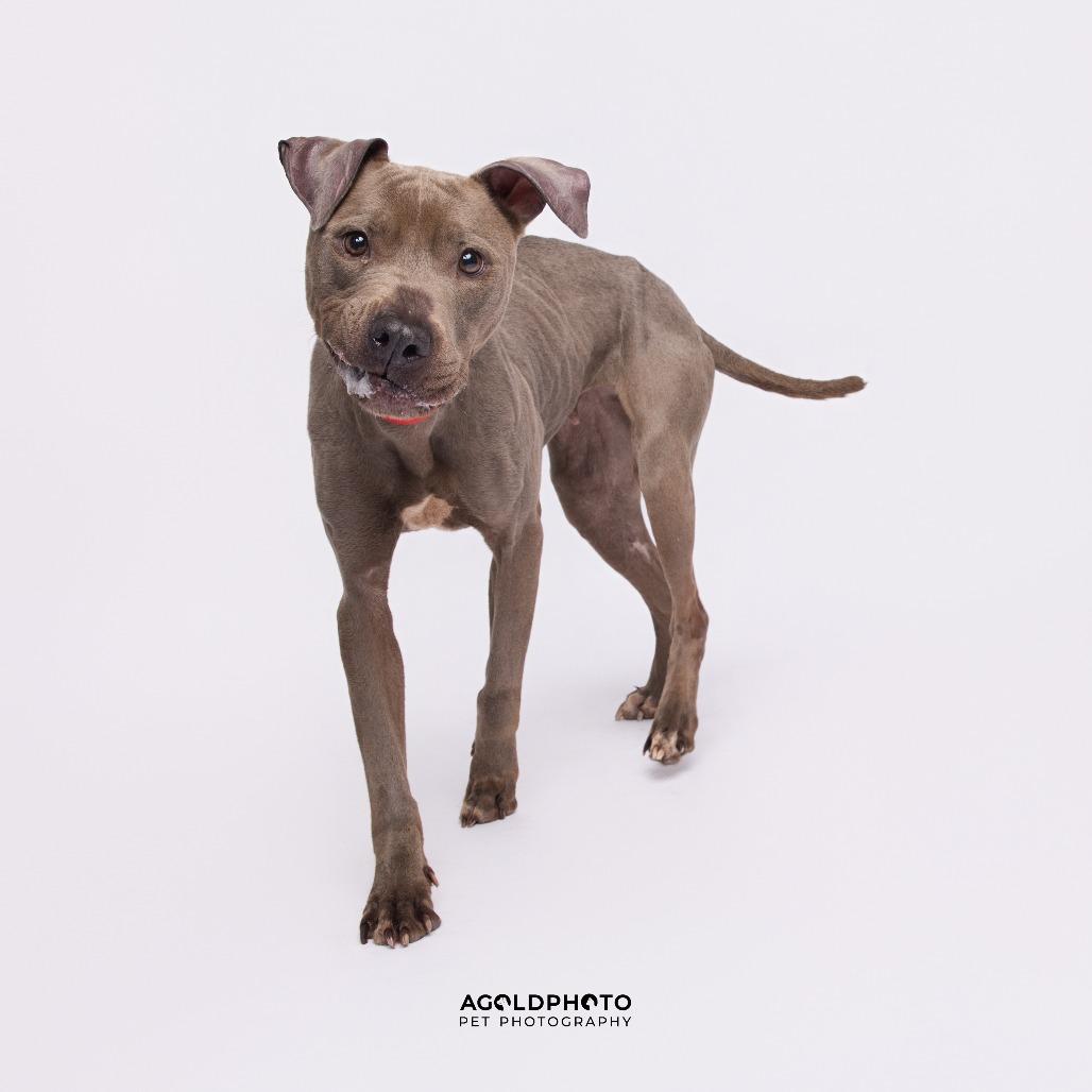 Jane, Adoptable, Adult Female Terrier & Terrier.