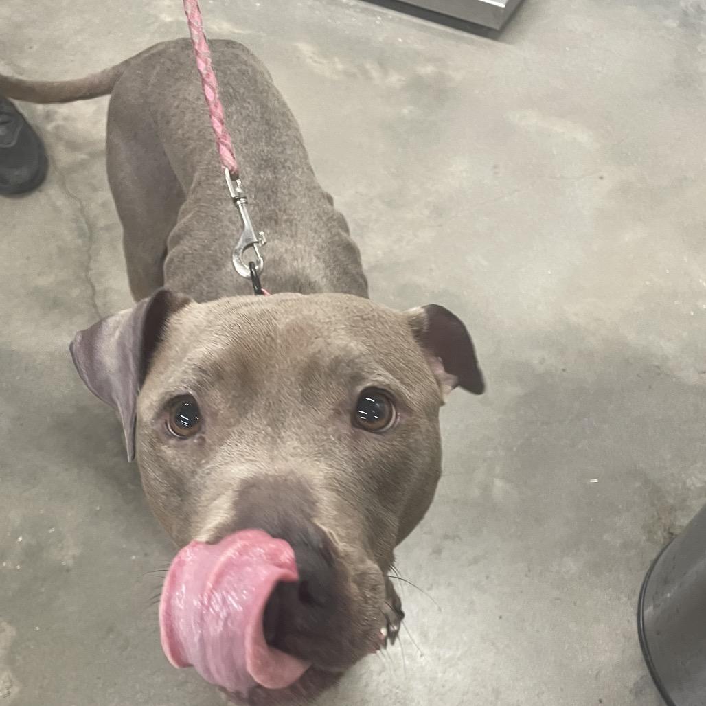 Enlarge Jane, a Adoptable mixed breed in Tampa, FL image 3/3