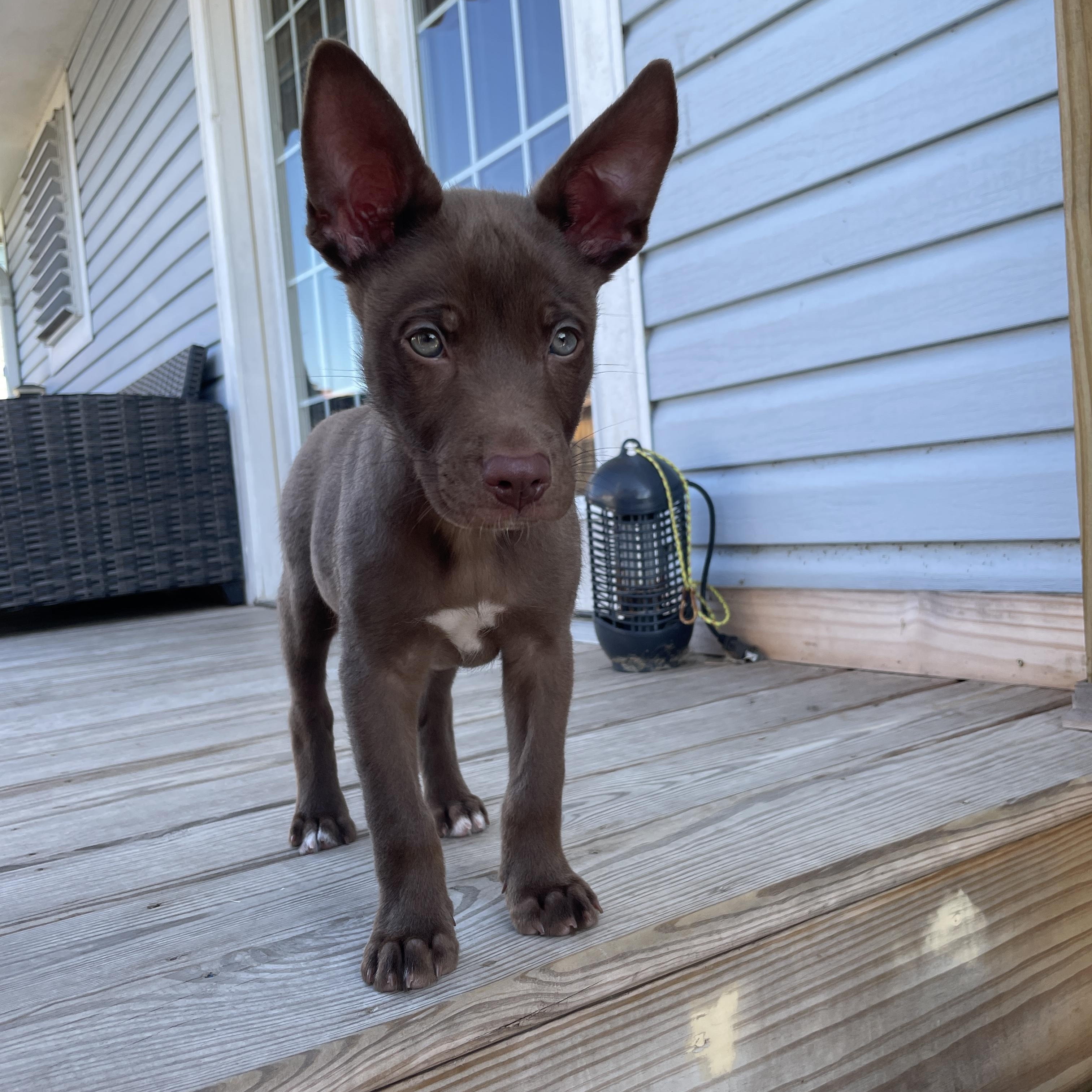 Coffee, adopted, Young Male American Staffordshire Terrier.
