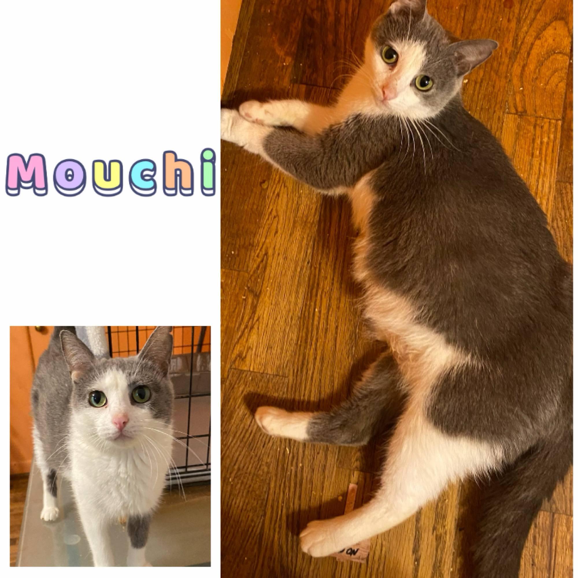 Mouchi, Adoptable, Adult Female Domestic Short Hair.