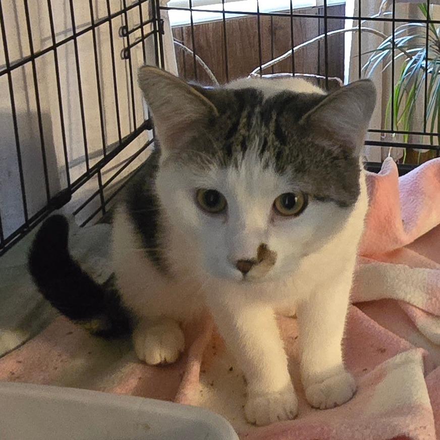 Hercules, Adoptable, Young Male Domestic Short Hair.