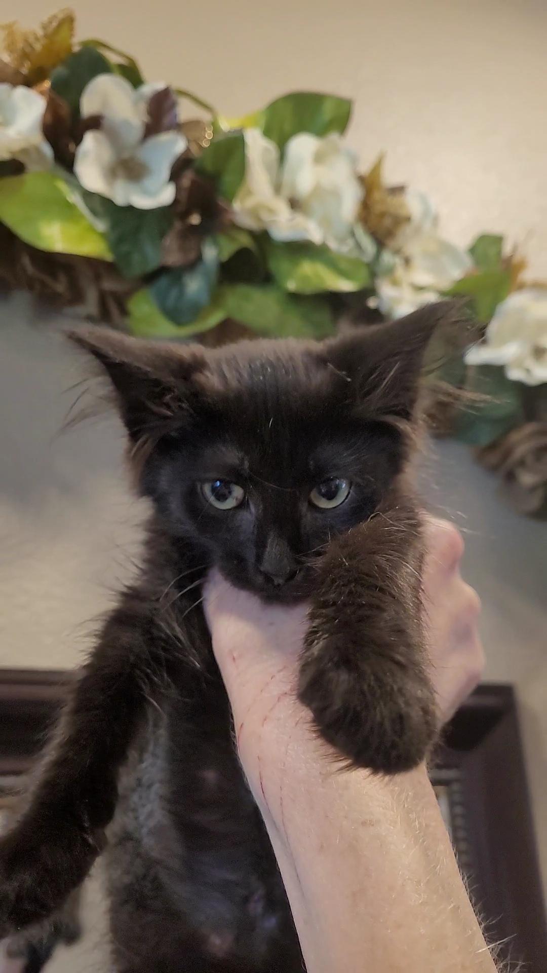 SUN BABIES x 5, a ADOPTABLE Domestic Long Hair in Escalon, CA image 3/6