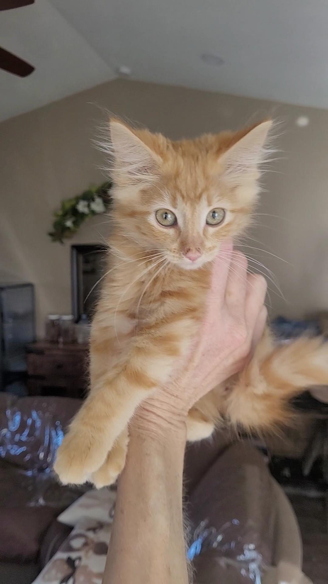 SUN BABIES x 5, a ADOPTABLE Domestic Long Hair in Escalon, CA image 6/6