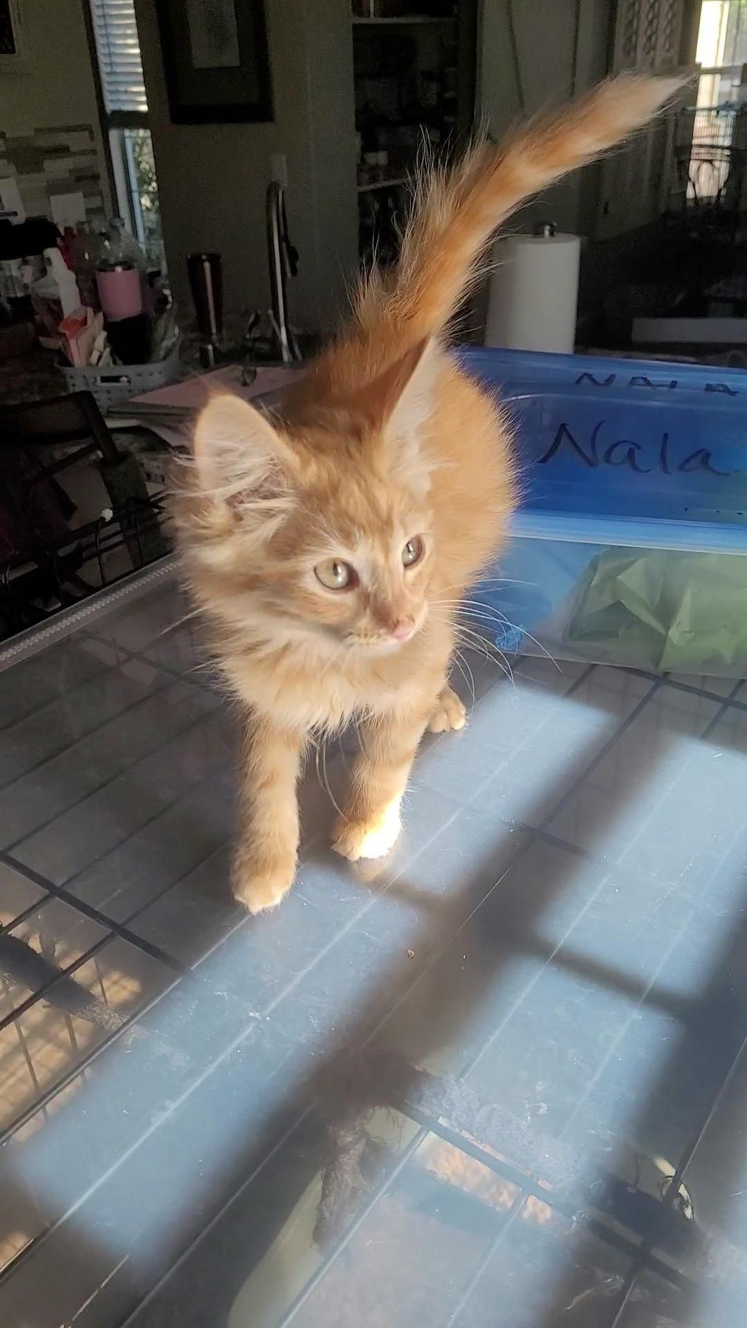 SUN BABIES x 5, a ADOPTABLE Domestic Long Hair in Escalon, CA image 4/6