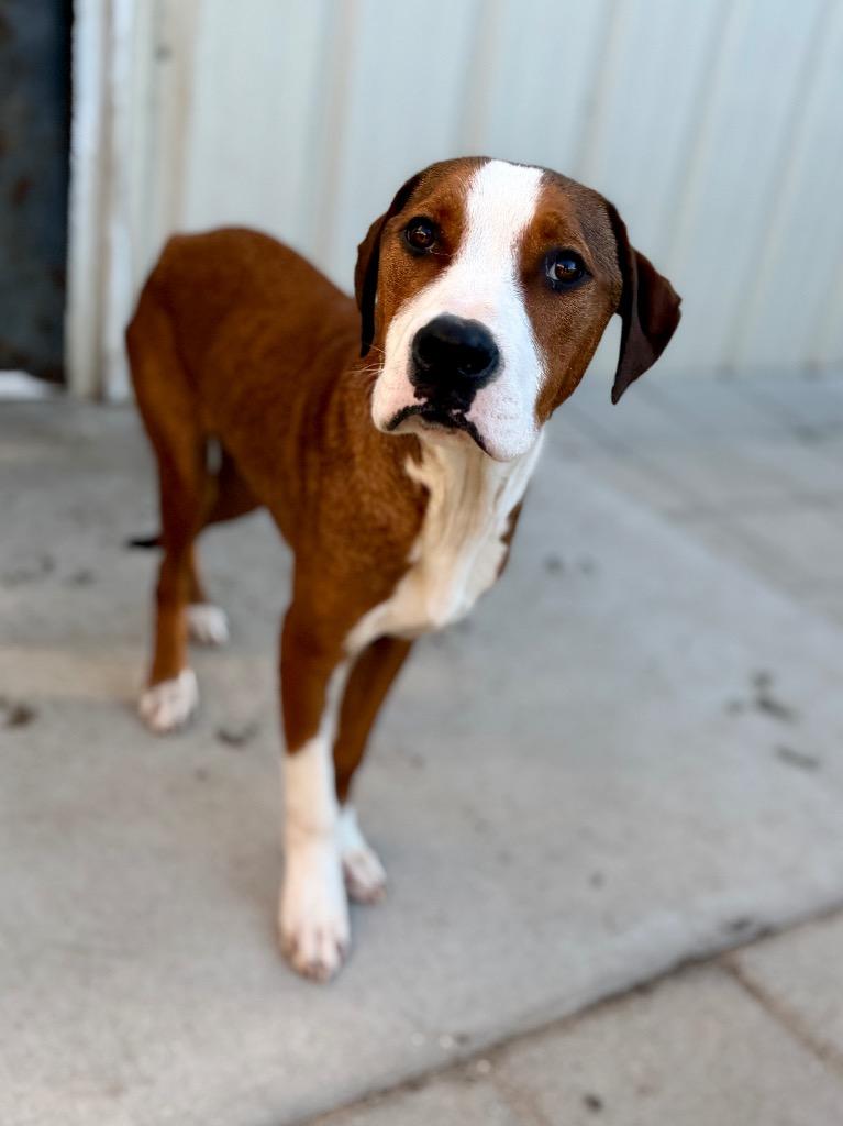 Corey, Adoptable, Young Male Foxhound & Mixed Breed.
