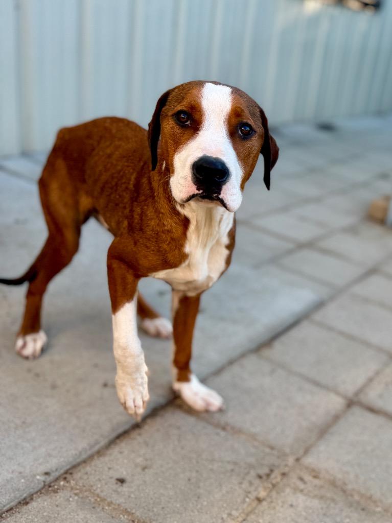 Enlarge Corey, a Adoptable mixed breed in Muskegon, MI image 2/5