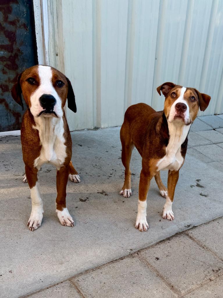 Enlarge Corey, a Adoptable mixed breed in Muskegon, MI image 5/5