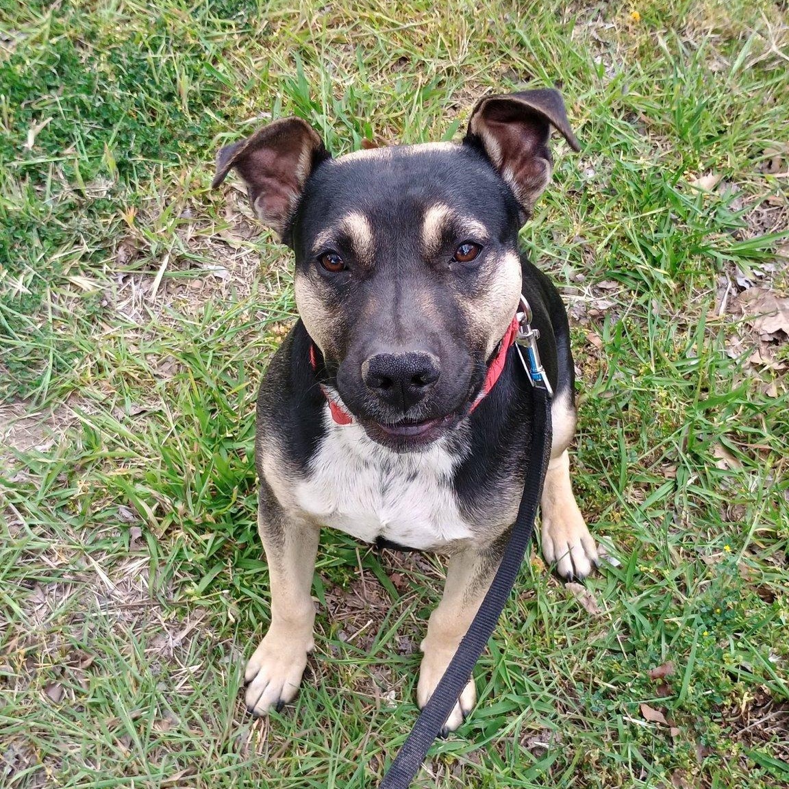 Enlarge Timmy, a Adoptable mixed breed in San Francisco, CA image 1/6