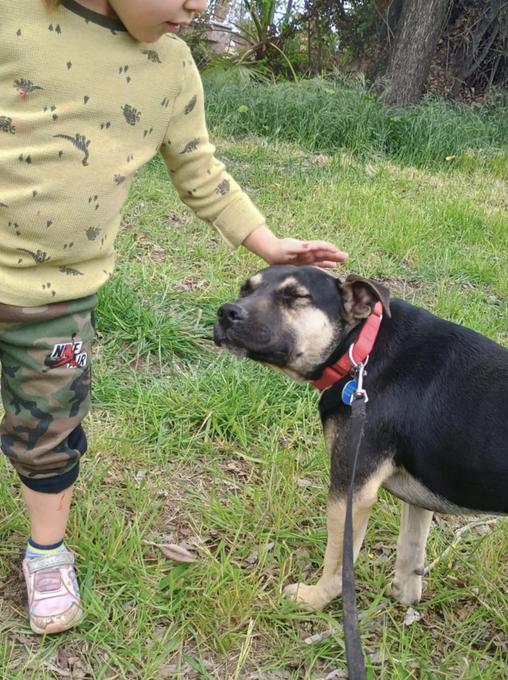 Enlarge Timmy, a Adoptable mixed breed in San Francisco, CA image 2/6