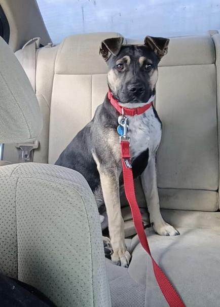 Enlarge Timmy, a Adoptable mixed breed in San Francisco, CA image 3/6