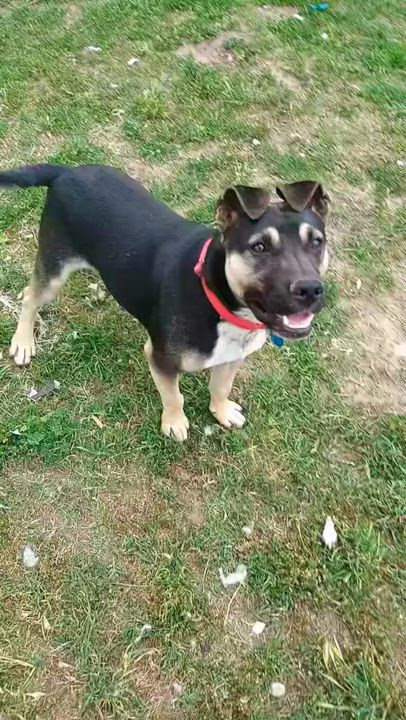 Enlarge Timmy, a Adoptable mixed breed in San Francisco, CA video 4/6