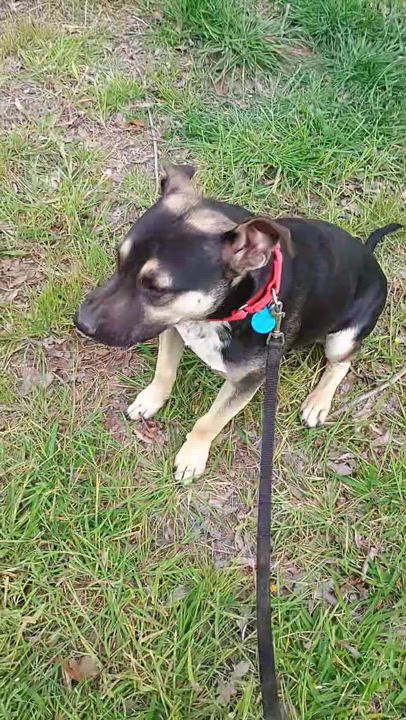 Enlarge Timmy, a Adoptable mixed breed in San Francisco, CA video 5/6