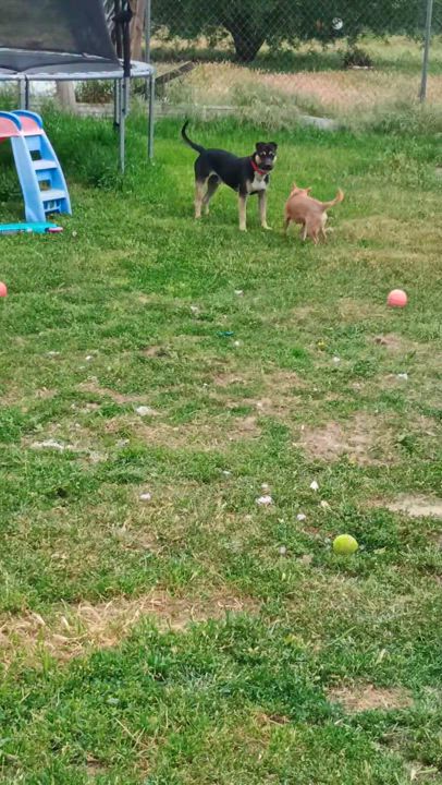 Enlarge Timmy, a Adoptable mixed breed in San Francisco, CA video 6/6