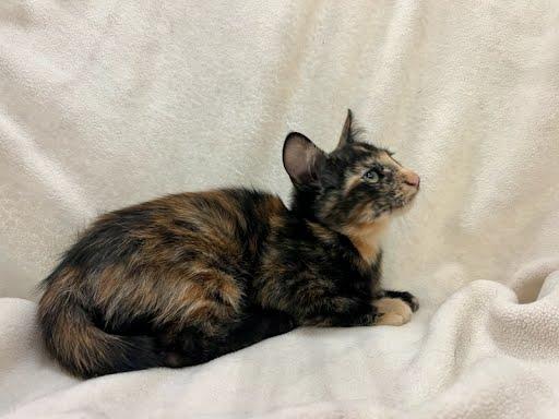 Enlarge MayMay, a Adopted Domestic Medium Hair in Phoenix, AZ image 2/4