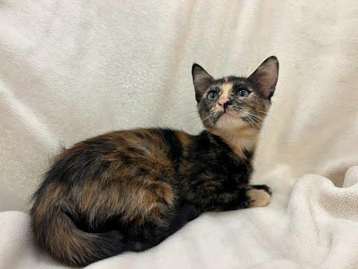 Enlarge MayMay, a Adopted Domestic Medium Hair in Phoenix, AZ image 4/4