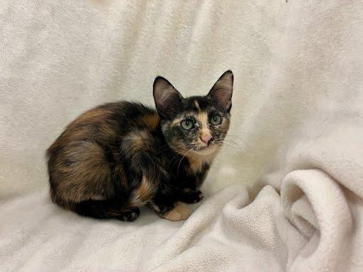 MayMay, Adopted, Kitten Female Domestic Medium Hair.
