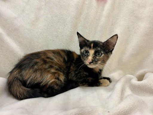 Enlarge MayMay, a Adopted Domestic Medium Hair in Phoenix, AZ image 3/4
