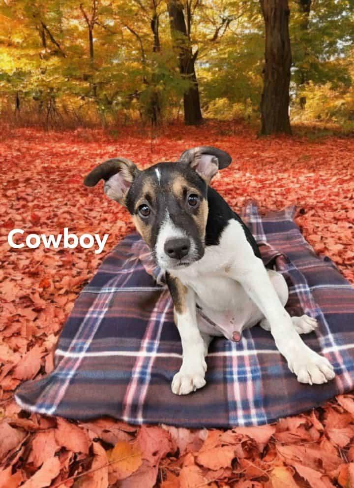 Cowboy