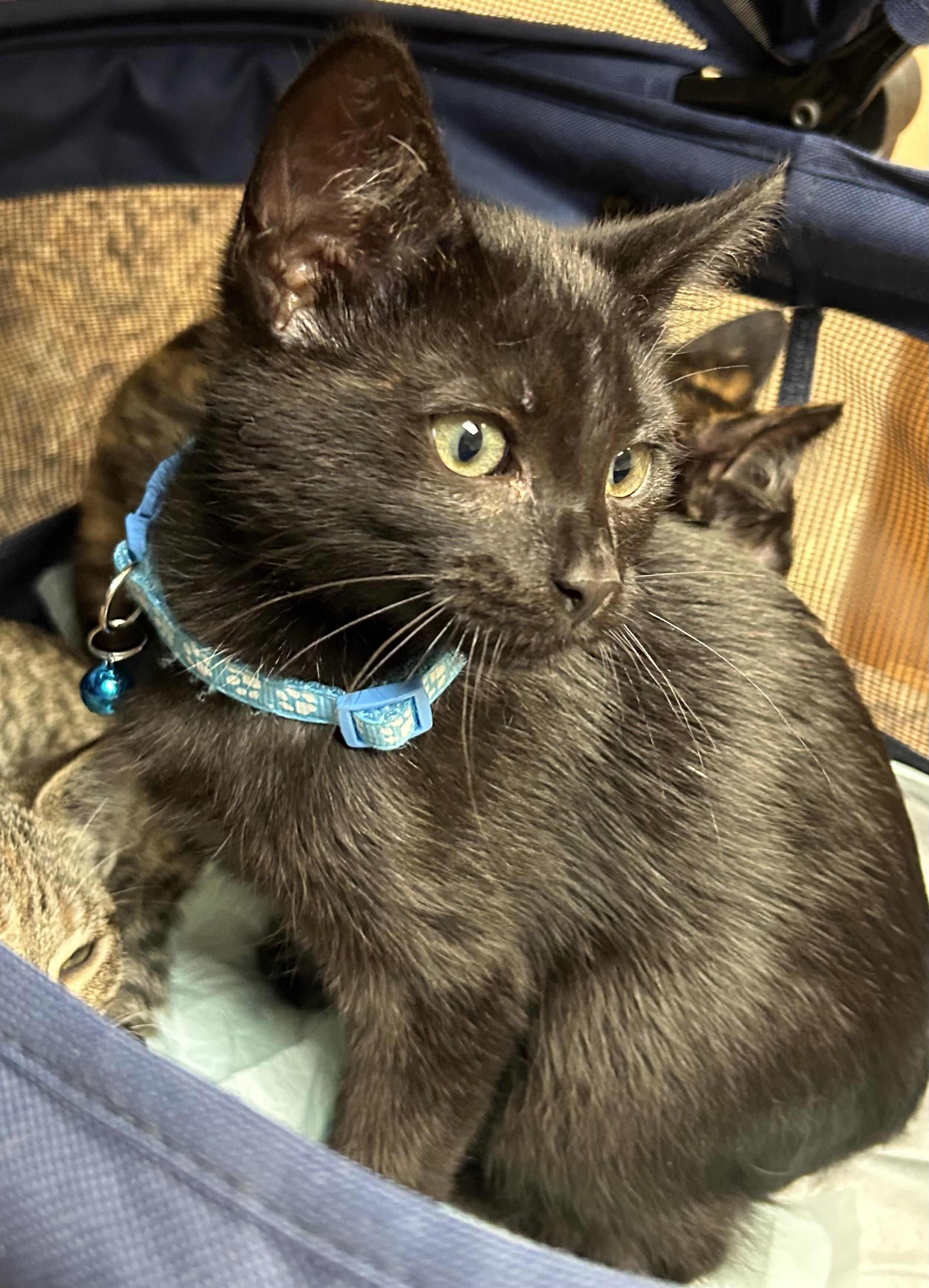 Nova, an adoptable Tabby in Pierre, SD, 57501 | Photo Image 1